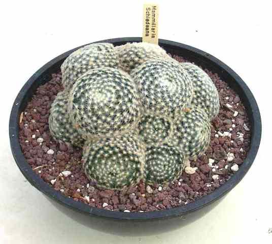 Mammillaria_schiedeana